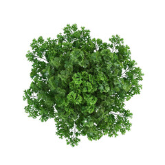 Obraz premium Aerial View of a Lush Green Bush