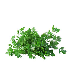 Fresh Green Parsley
