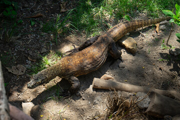 Komodo Dragon - Varanus komodoensis. The largest living lizard and an endangered species native to Indonesia