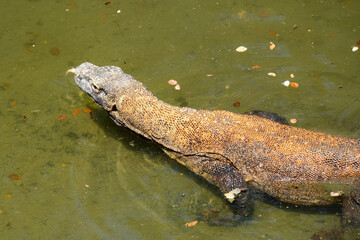Komodo Dragon - Varanus komodoensis. The largest living lizard and an endangered species native to Indonesia