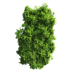 Fototapeta premium Green Bush with Lush Foliage