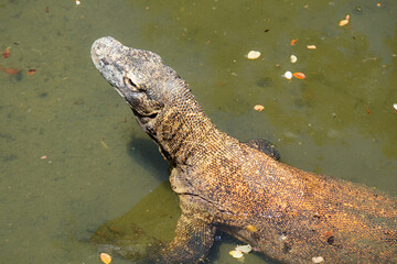 Komodo Dragon - Varanus komodoensis. The largest living lizard and an endangered species native to Indonesia