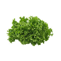 Fototapeta premium Fresh Green Lettuce