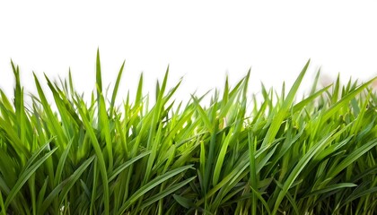 Fototapeta premium green grass field meadow, white background cut out