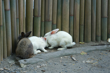 Fototapeta premium Bunny rabbit playing in the bamboo cage