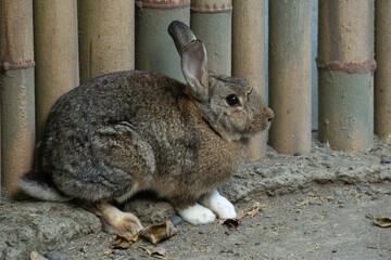 Bunny rabbit playing in the bamboo cage