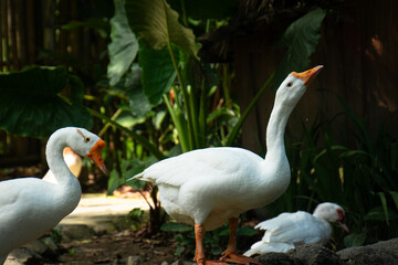Duck drinking water from pool