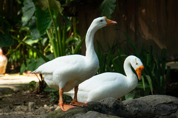 Duck breeding in backyard