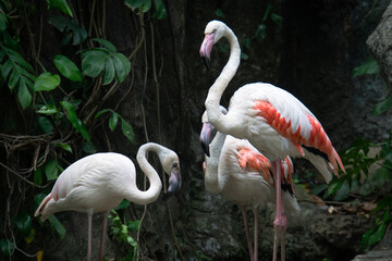 Greater flamingos in Bali Zoo, Indonesia