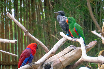 Macaws perched on wood, Bali zoo, Indonesia