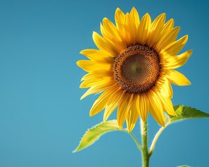 Obraz premium A lone, bright yellow sunflower against a stark, blue sky