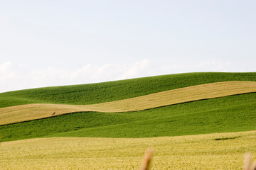 Obraz premium field of wheat