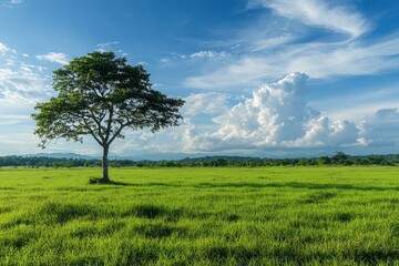 Fototapeta premium Green grass field lawn with tree and blue sky Green Meadows Beautiful Journey Through Nature Great as a background, web banner , ai