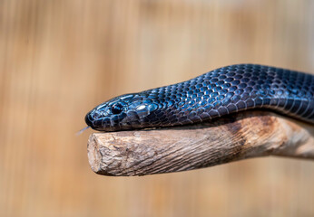 Pantha the Black Milk Snake