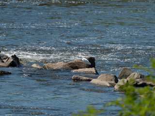 河川の岩場とコサギ