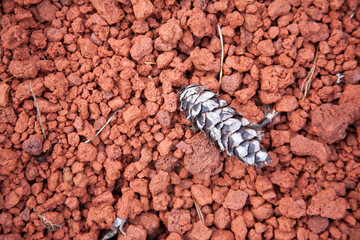 Pine cone on redrocks