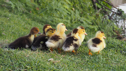 ducklings in the grass
