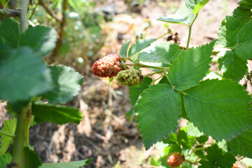 Natural food - fresh unripe blackberries in a garden. Bunch of unripe blackberry fruit, Rubus...