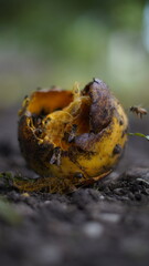 mango maduro amarillo en descomposici&oacute;n con abejas 