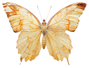 PNG Delicate pale butterfly wings