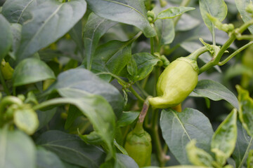 fresh green chili on plant closeup, chili plants in organic farming, Chilies closeup in field, Green chili plant in a farmer's field, Ripe green chili on a plant in Chakwal, Punjab, Pakistan
