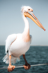 pelican in the ocean