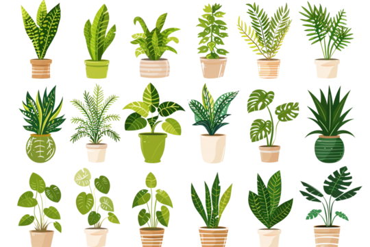 Collection of 24 Houseplants in Pots