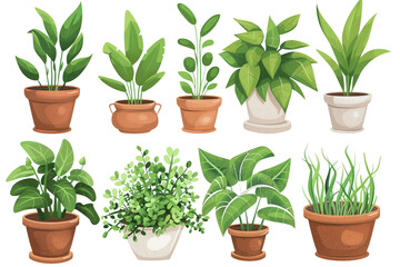 Fototapeta premium Collection of potted plants