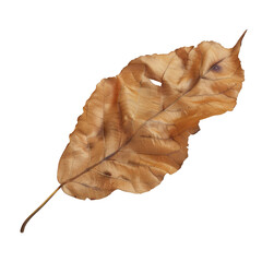 A Single Dry Leaf on a Black Background