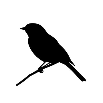 recommend clip art: blackbird isolated on white background vector illustration