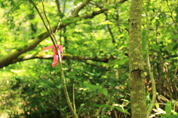 登山での道迷いを防止するためのピンクテープ