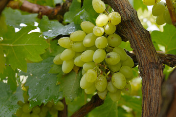 Close up of grapes hanging on Vine, Hanging grapes. Grape farming. Grapes farm. Tasty green grape bunches hanging on branch. Grapes With Selective Focus on the subject, Chakwal, Punjab, Pakistan