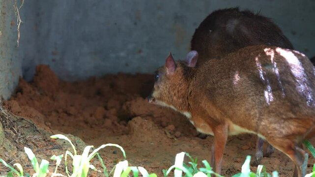 Lesser mouse deer, (Tragulus kanchil) by the manmade burrow, alerted by the surroundings in wildlife enclosure, close up shot.