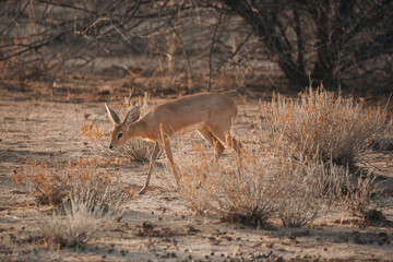 dik-dik in the woods