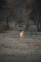 Naklejka premium animal in the woods