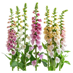 Arrangement of Foxglove Flowers with Assorted Colors Isolated on Transparent or White Background, PNG
