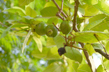 Fototapeta premium Guava fruit - Fresh guava fruit on a tree ready for harvest, close up guava fruit