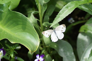 葉と蝶