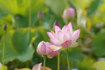 Obraz premium 蓮の花