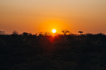 sunset over the savannah
