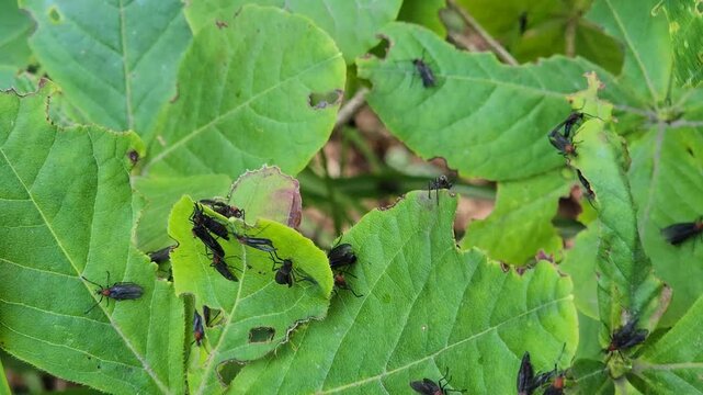 Lovebugs and wildflowers. Mating love bugs In Korea. plecia nearctica.
