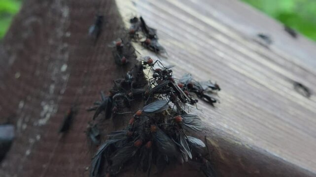 Lovebugs and wildflowers. Mating love bugs In Korea. plecia nearctica.