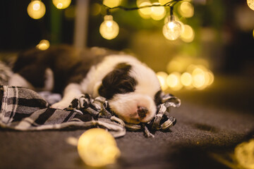 Boder Colie puppy sleep under christmas lights 