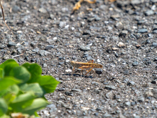道路に出たトノサマバッタ