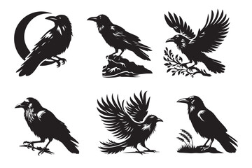 collection of crow