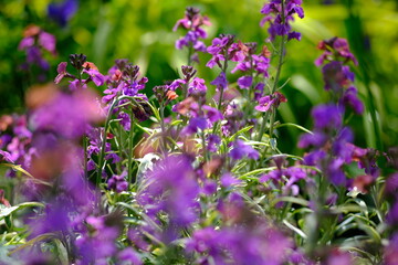 Fototapeta premium 紫色の花