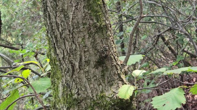 Close-up of insect on tree trunk.