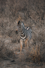 Fototapeta premium zebra in the wild