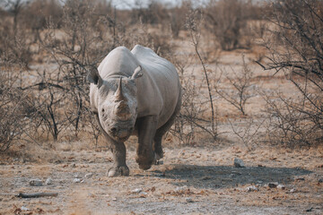 rhino in the wild © Patrice