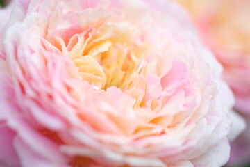 ピンク色の薔薇の花びら